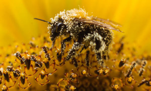 biodiversità