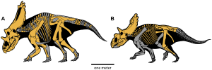 Regaliceratops peterhewsi