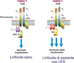 Sistema Immunitario