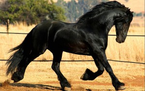 cavallo