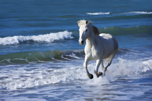 cavallo