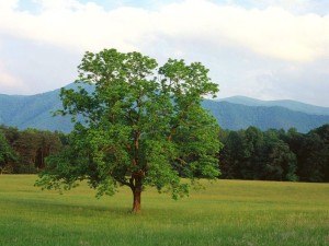 Albero di Noce. Credits to http://static.giardinaggio.org/giardino/alberi-latifolie/noce-albero_NG1.jpg