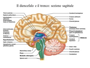 diencefalo