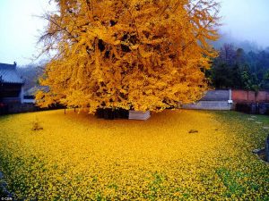 ginkgo