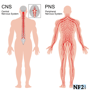 nervous system