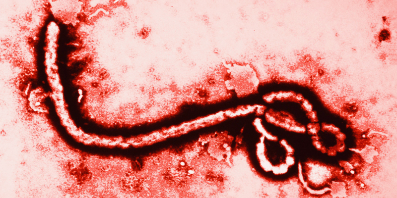 Ebola: vaccino prossimo alla sperimentazione finale