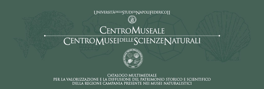 Il Centro Musei delle Scienze Naturali e Fisiche