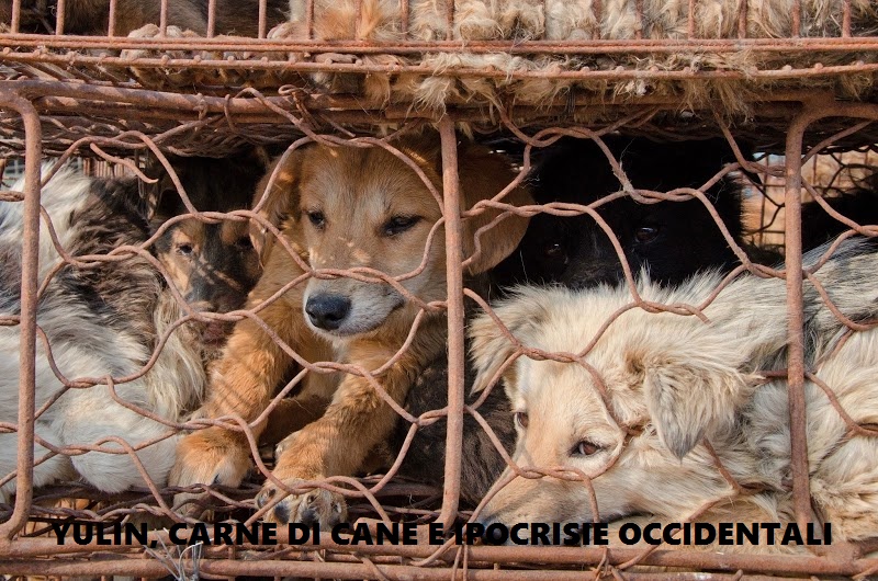 Yulin cane
