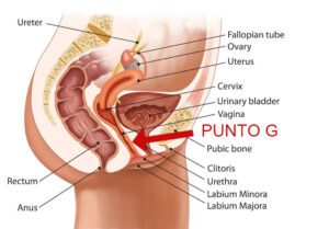Punto G della donna: dove si trova e come si stimola? - laCOOLtura