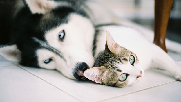 Allergie e animali domestici: gatto batte il cane