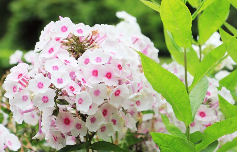 valeriana
