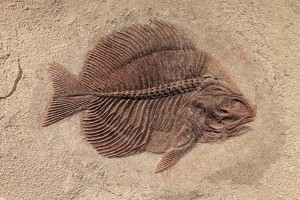 fossile pesce