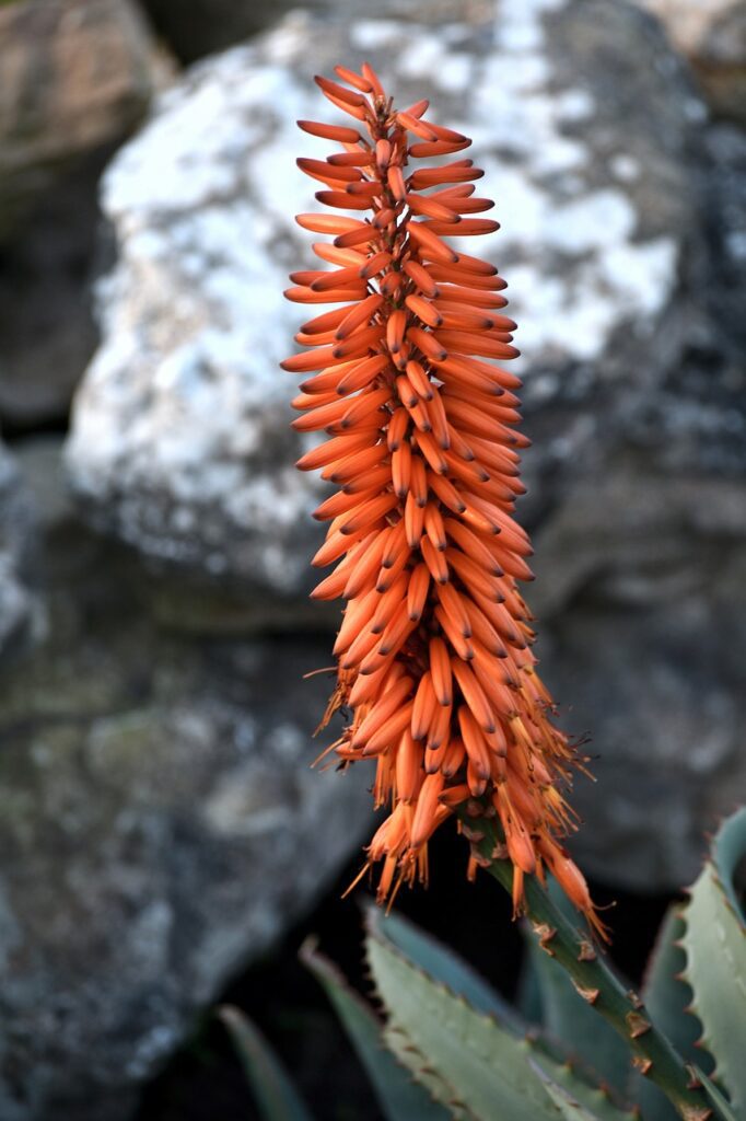 fiore aloe vera