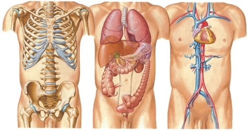 5 miti da sfatare sul corpo umano