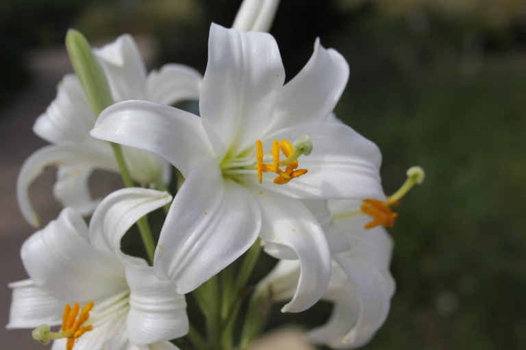 ShushÃ n un fiore attraverso i millenni