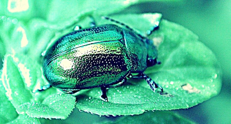 Scarabeo