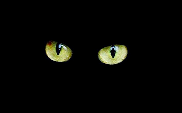 Foto di micio nero