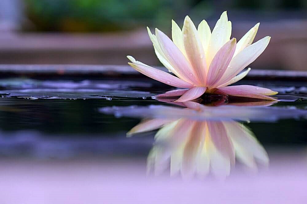 Loto: il fiore mistico della consapevolezza lacooltura Fiori acquatici nomi