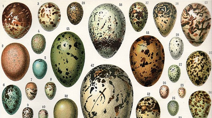 L’uovo Ã¨ nato prima della gallina: un’interpretazione evolutiva