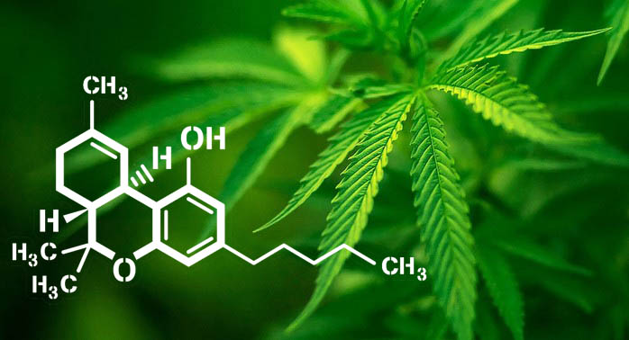 cannabis