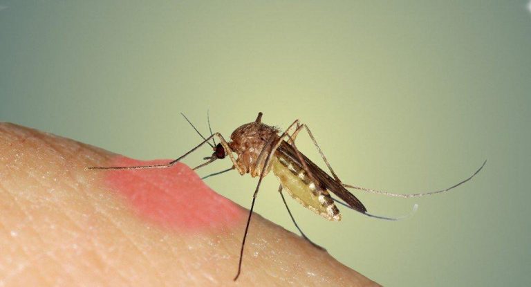 Zanzare: biologia, curiositÃ  e falsi miti