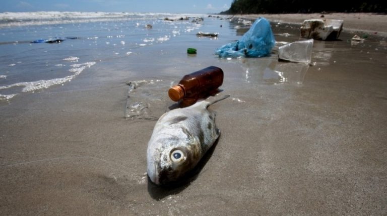 Biomagnificazione: il sentiero dei veleni