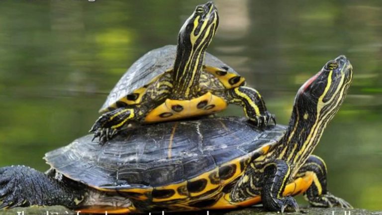 Tartarughe domestiche trachemys scripta