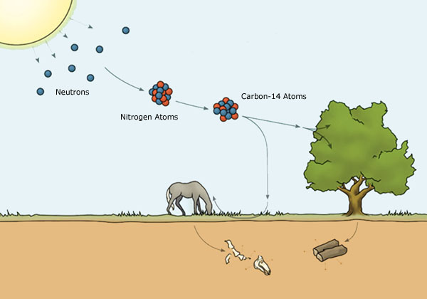 Quali sono i diversi tipi di datazione di carbonio