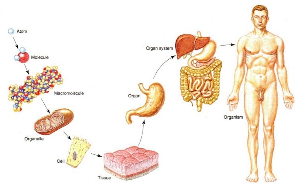 Il Corpo Umano Organizzazione Strutturale Di Una Macchina Perfetta Lacooltura