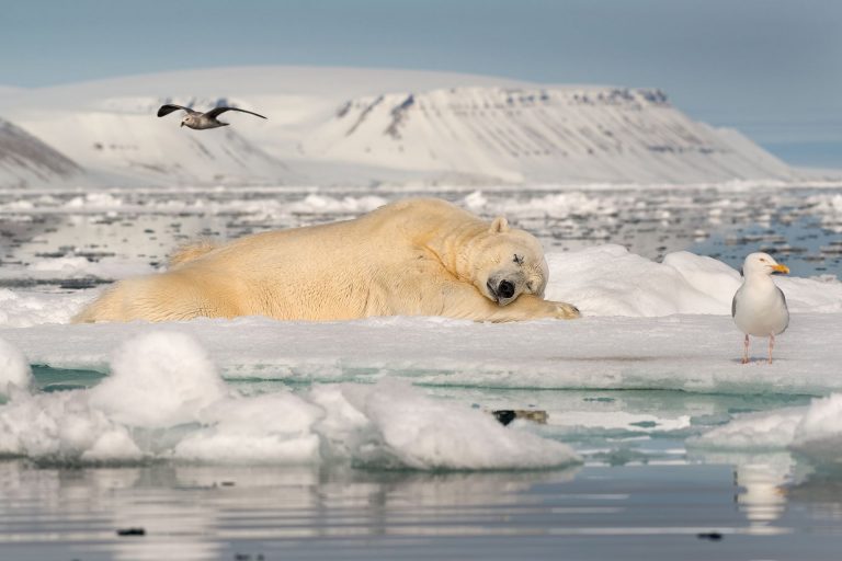 Orso polare intento a riposarsi