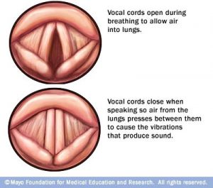 corde vocali