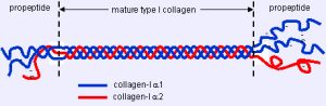 collagene tipo 1