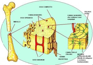 apparato scheletrico