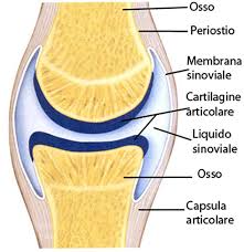 articolazioni