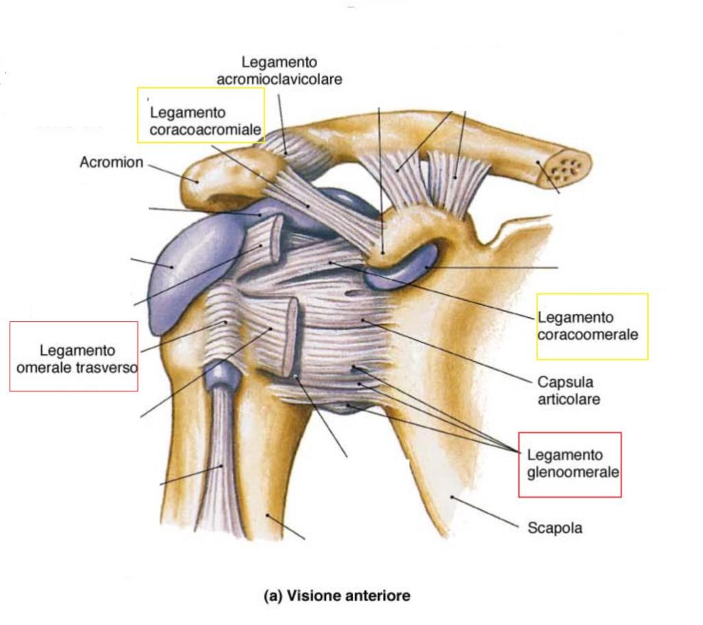 articolazioni