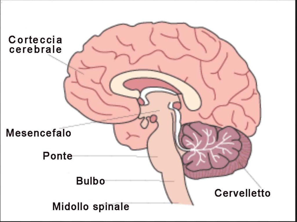 cervello