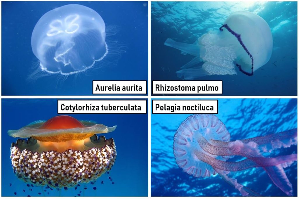 meduse del mediterraneo