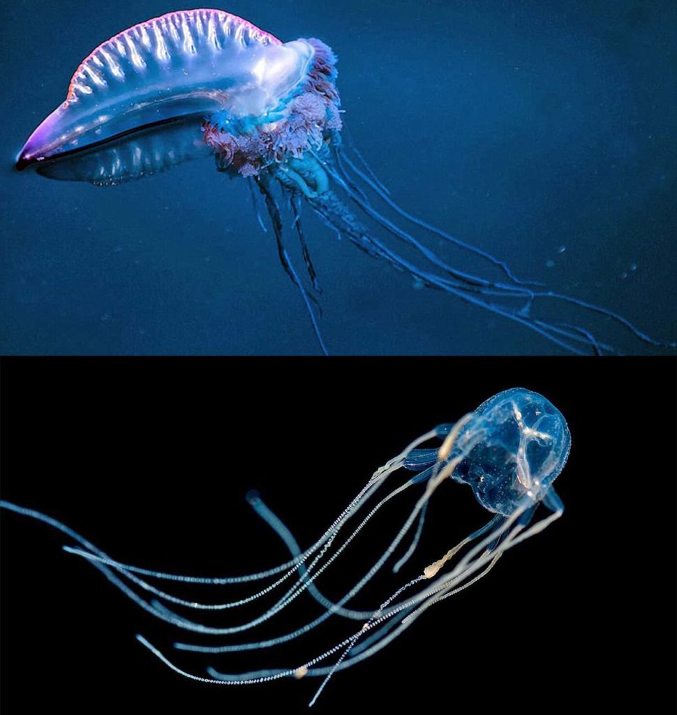 meduse