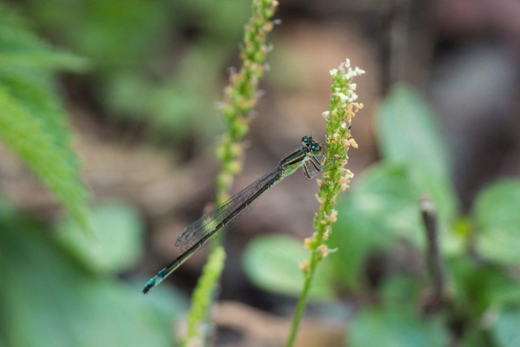 libellula