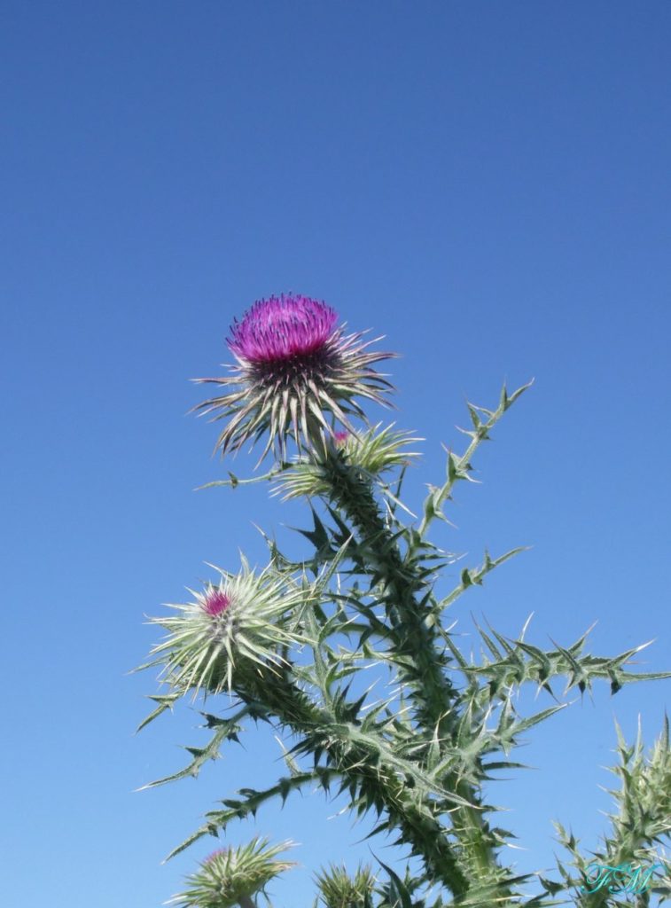 fiori nazionali