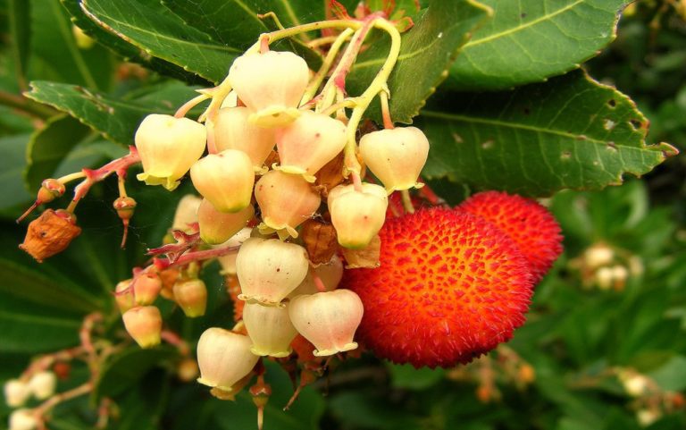 fiori nazionali
