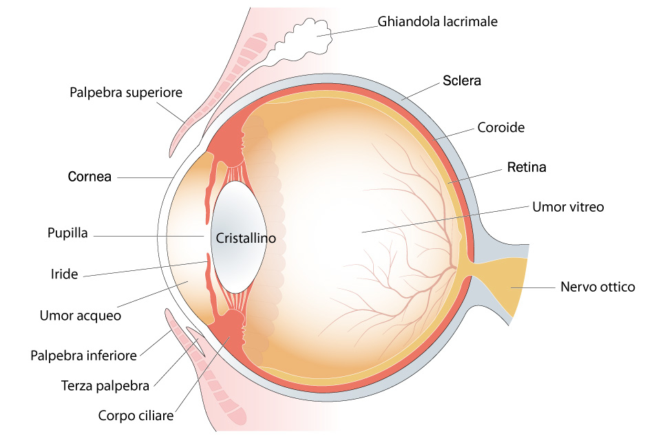 Anatomia dell'occhio