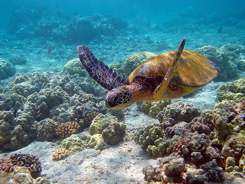 esemplare appartenente alla specie di tartarughe marine Caretta caretta