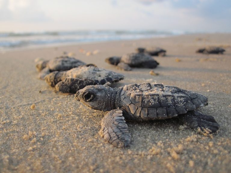 Tartarughe marine Caretta caretta: dove depongono le uova?