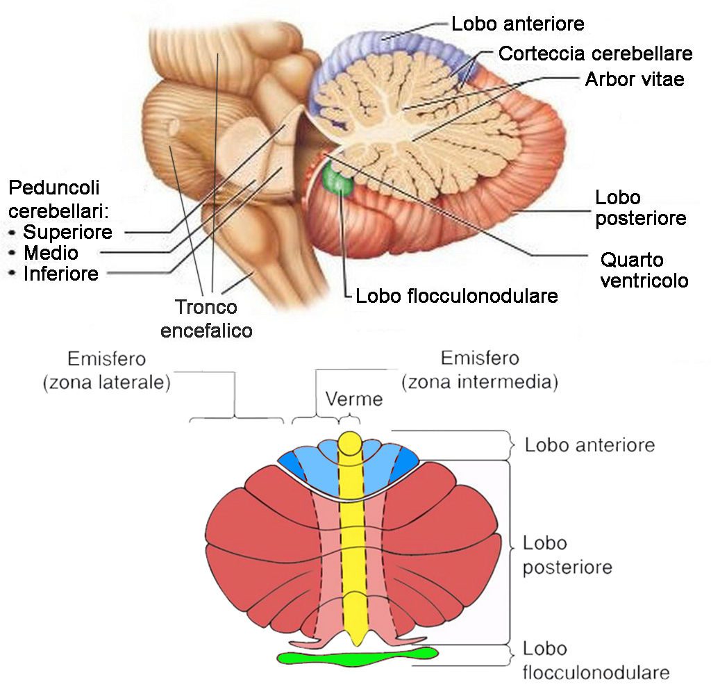 cervelletto