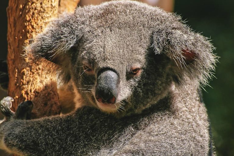Il koala: la bufala dell’estinzione funzionale