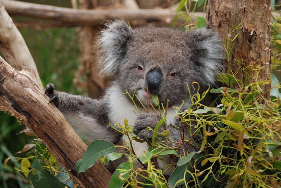 koala