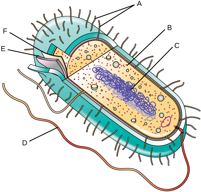 immagine di una cellula procariote