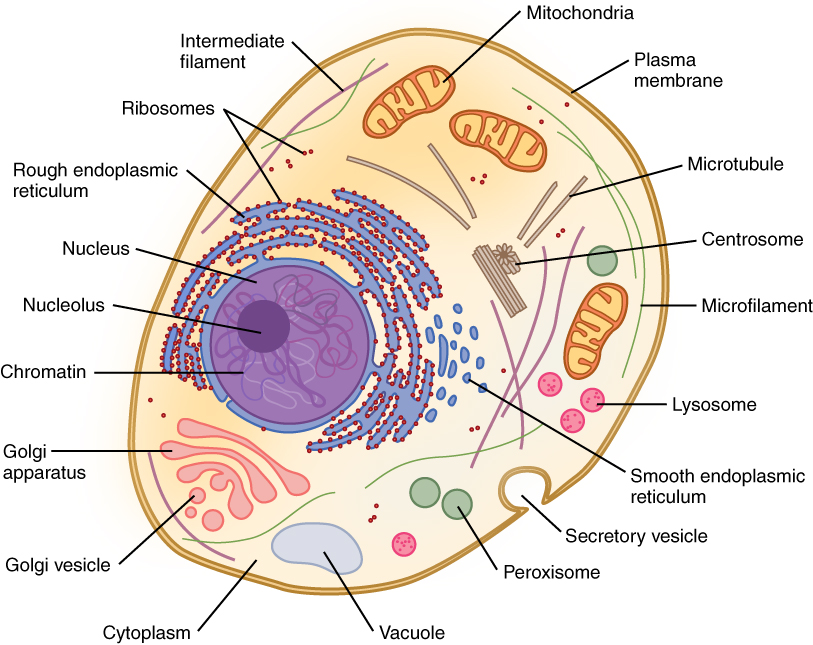 immagine di una cellula eucariote