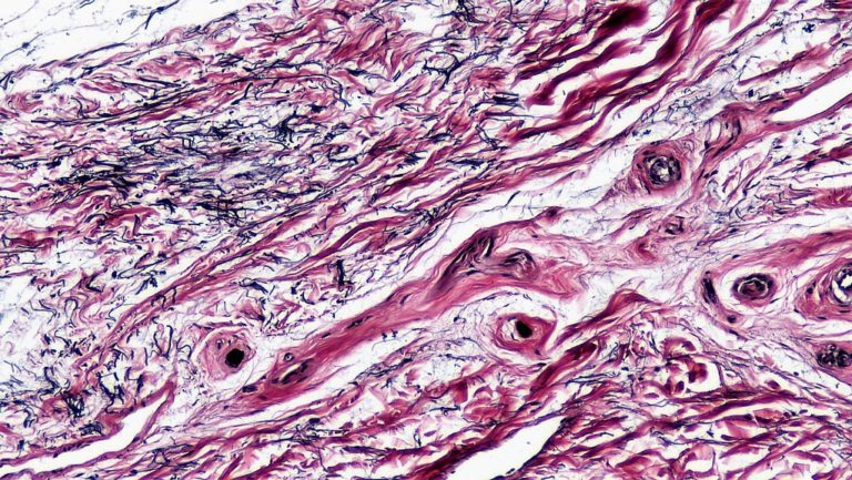 La cellula: una macchina complessa alla base della vita